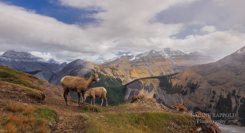 Bergziegen Parker Ridge Trail Kanada