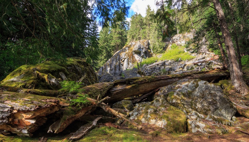 Garibaldi Provincial Park umgestürzter Baum in Kanada