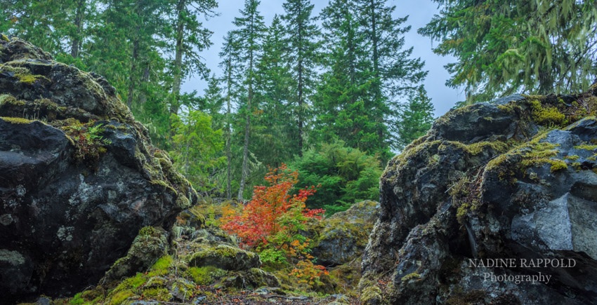 Vulkangestein und Herbstlaub in Oregon, USA