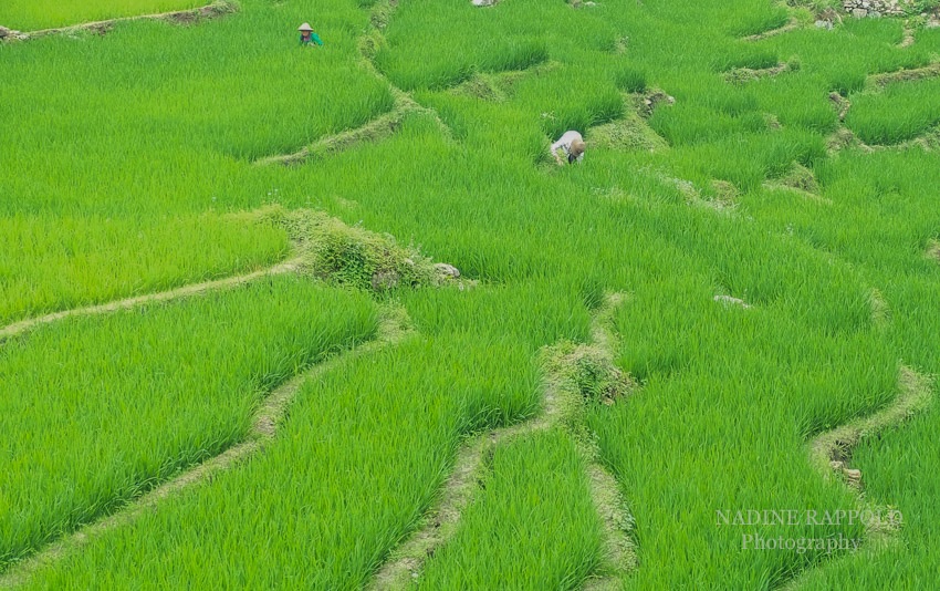 Sapa Vietnam Reisfeld Ernte grün