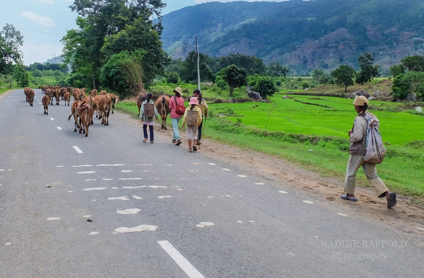Vietnam Kühe Straße Bauern