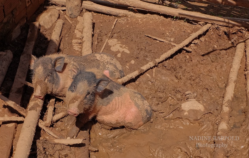 Vietnam Schweine Matsch Pfuhl