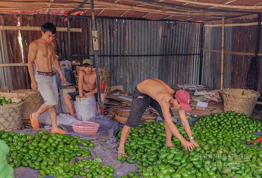 Vietnam Markt Avocados Verkäufer