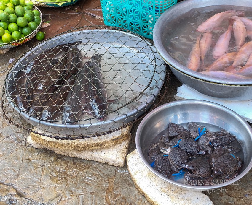 Vietnam Markt Fische Kröten