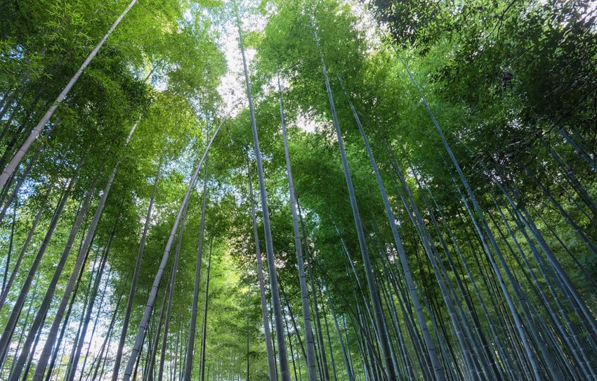 Bambus im Bamboo Grove in Kyoto, Japan