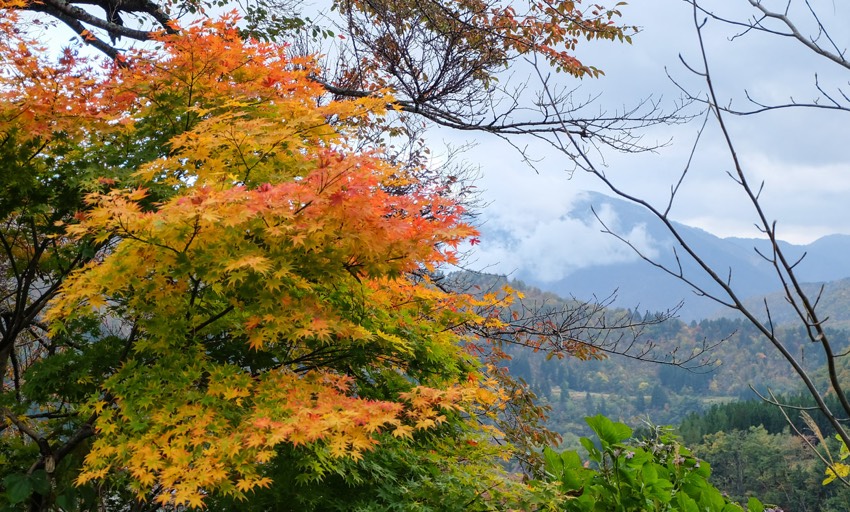 Herbstlaub im Shirakawa-go Dorf in Japan