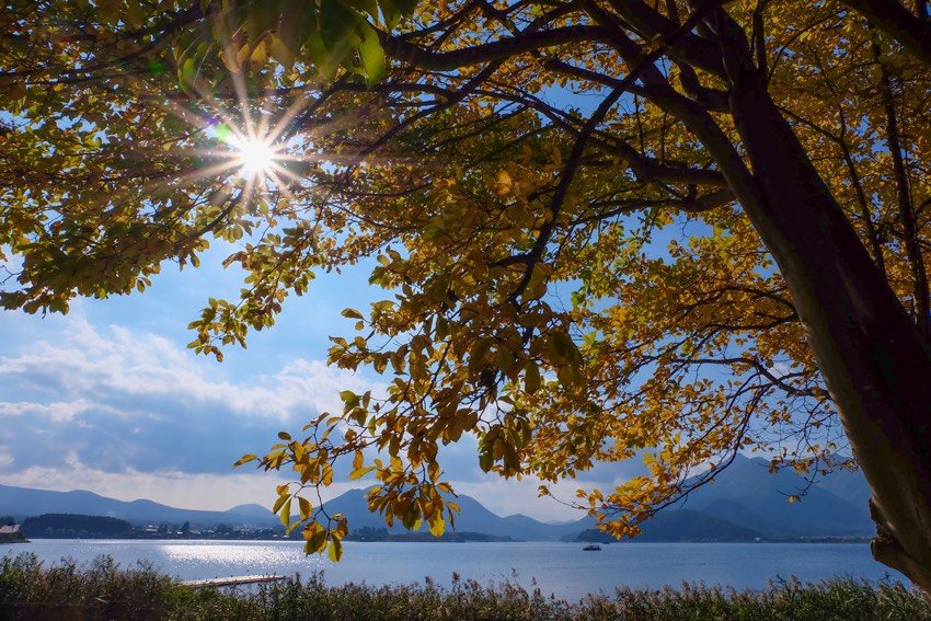 Sonnenstrahlen blitzen durch das Herbstlaub am Lake Kawaguchiko in Japan