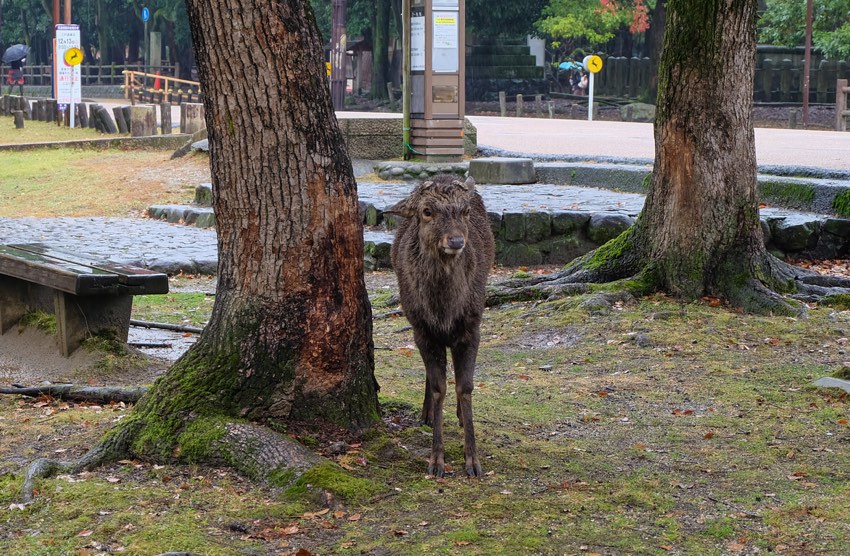 nasses Reh im Nara Park, Japan