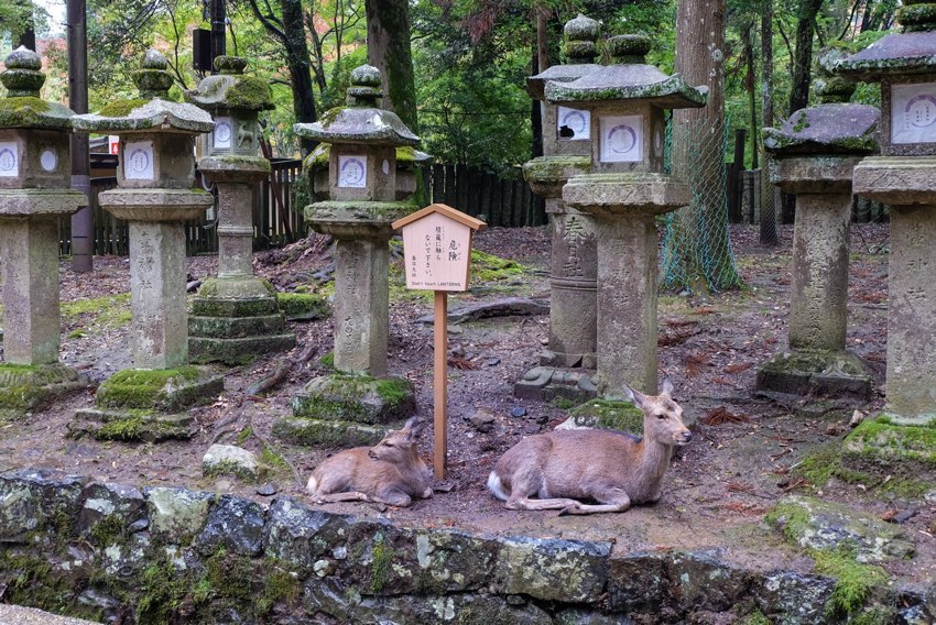 Rehe vor den berühmten Steinlaternen im Nara Park in Nara, Japan