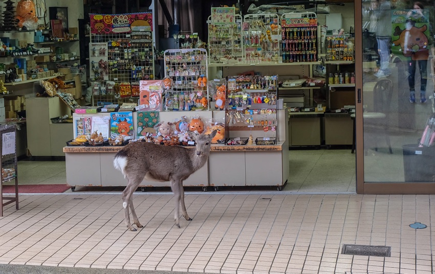 Reh vor einem Touristenshop in Nara, Japan