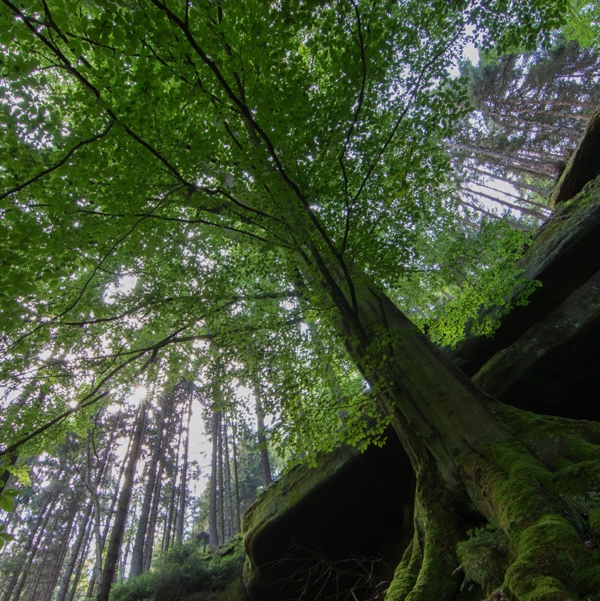 Baum Sonnenstrahl Baum Sonnenstrahl